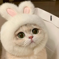 Chapeau en tricot amusant pour animaux de compagnie, pour chats et petits chiens, chapeau pour chat en forme d'animal mignon, accessoires pour chien, accessoires photo, cadeaux de Noël