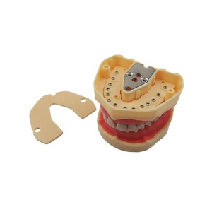 Modèle d'étude dentaire de type BF, modèle d'entraînement à l'éducation bucco-dentaire, gencives souples, 28 dents - Product Image 3