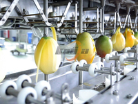 Offre Spéciale : Équipement de pelage et de découpe de mangues, Éplucheur de graines de citrouille, Éplucheur électrique de fruits à coque, Ligne de pelage et de découpe de mangues