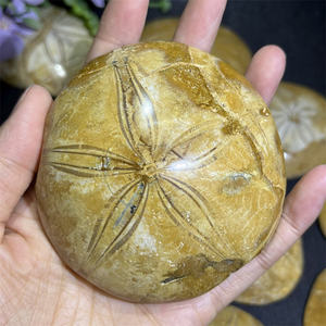 Fossiles naturels polis en gros, étoiles <span class=keywords><strong>de</strong></span> <span class=keywords><strong>mer</strong></span>, fossiles d'escargots marins, ornements à vendre pour cadeau - Product Image 5