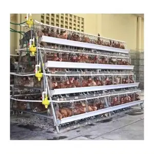 Cages à poulets de ferme de ponte automatique galvanisées de type A en vente en Zambie