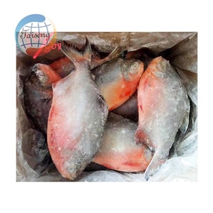 Pescado Congelado a Bajo Precio, Precio por Tonelada de Pescado Pomfret Rojo, Pompano Rojo 300 400, <span class=keywords><strong>Pacu</strong></span> Rojo al por Mayor - Product Image 3
