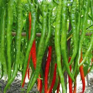 L'origine des légumes : Guide complet pour la plantation de légumes en toutes saisons pour la décoration des jardins et des cours - Product Image 5