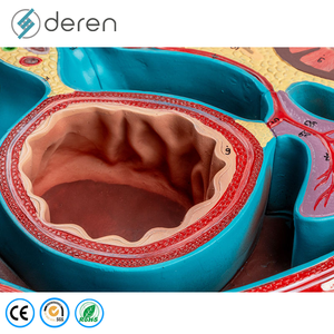Modèle de section transversale de l'abdomen grandeur nature en PVC souple de qualité médicale, structures anatomiques détaillées pour l'étude des compétences cliniques - Product Image 6