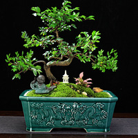 Pot à Bonsaï en Céramique Style Antique avec Relief 3D Dragon et Nuage, Pot de Fleurs Rectangulaire et Carré Émaillé pour Décoration de Jardin et Cour