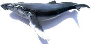 Tượng Động Vật Cá Nam Châm Gắn Tủ Lạnh Nhựa Hình Cá Mập Bán Sỉ - Product Image 4