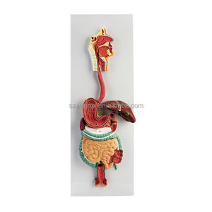 Modelo <span class=keywords><strong>de</strong></span> sistema digestivo humano, sección coronal anatómica del estómago, nariz y garganta, ciencia médica - Product Image 1