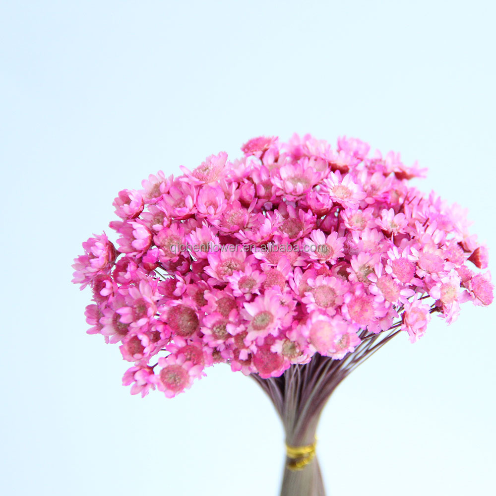 Rose violet