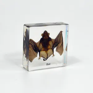 2023 Best Seller Real Animal Taxidermy Bat Acrylic Specimen Teaching Resources For Kids Preschool Educational Equipment