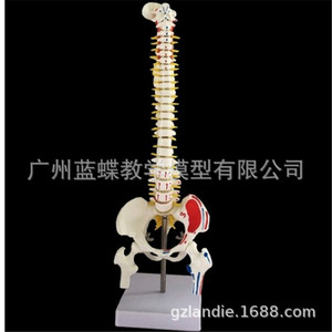 Modèle de colonne vertébrale humaine de 45 cm avec coloration musculaire, points d'origine et d'insertion musculaires, exercice de positionnement osseux, modèle de colonne vertébrale, cervicales - Product Image 2