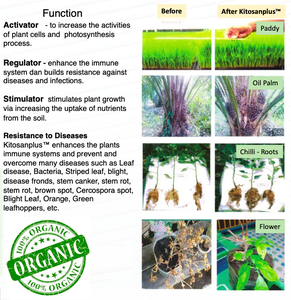 Los Mejores Bioestimulantes Orgánicos Líquidos de Malasia para la Agricultura Sostenible y la Mejora de la Salud del Suelo, Kitosano - Product Image 5
