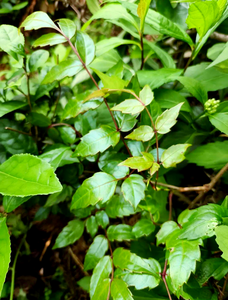 Toptan dihidromyricetin tozu asma çay ekstresi 50% dihidromyricetin DHM doğal dihidromyricetin Cas 27200-12-0 - Product Image 2