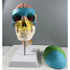 Modelo Anatómico de Esqueleto Humano MAXCARE MAC-YJ99, Ciencia Médica, PVC, 3 Partes, Cráneo de Color Europeo Americano, Cervical de 7 Secciones - Product Image 3