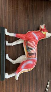 Modelo de Acupuntura Canina para Ciencias Médicas, Modelo de Anatomía de Esqueleto Animal, Modelo de Anatomía Animal - Product Image 3