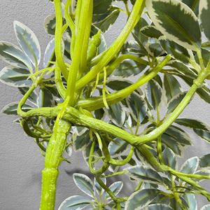 Planta Artificial Verde Meng Jie de 30cm-100cm, Decoración de Pared para Interiores, Hojas de Eucalipto y Árbol del Dinero, Tela de PVC y Seda - Product Image 2