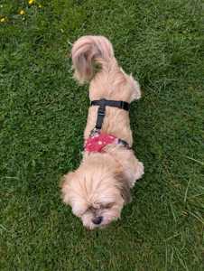 Aucun accessoire de harnais d'évasion exclusif à Barkley Dogwear disponible dans un choix de tailles et de couleurs - Product Image 5