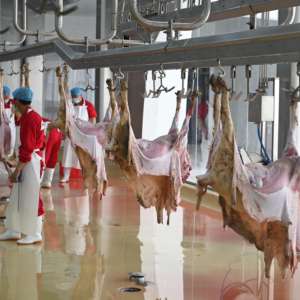 โซลูชันโรงฆ่าสัตว์แบบครบวงจรสำหรับแกะ พร้อมวิศวกรรมโยธา ห้องเย็น และสายการผลิตครบวงจร - Product Image 4