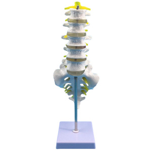 Modelo de cadera lumbar de cinco segmentos, modelo de columna vertebral, modelo de pelvis, modelo de esqueleto humano, disco intervertebral femoral - Product Image 1