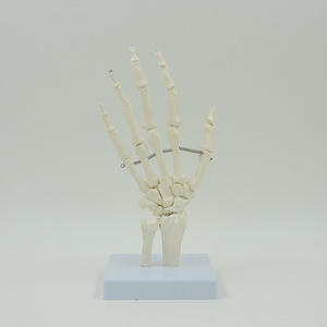 Matériel pédagogique médical : Modèle d'articulation de la main, modèle des os de la main (ulna et radius), modèle d'articulation des os de la main du squelette humain. - Product Image 2