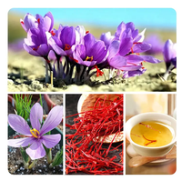 Qngchun Vente en gros de haute qualité Safran naturel aux herbes et épices Produit Offres Spéciales