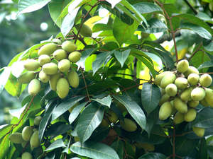 Prix usine 100% extrait de poudre d'Oliver biologique naturel pour complément alimentaire et soins de santé - Product Image 5