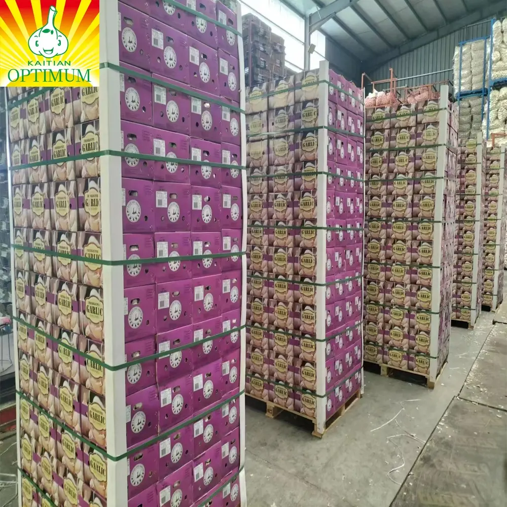 Fresh Garlic Factory Price of High Quality Alho Ail Ajo Wholesale fresh garlic Market peeled garlic