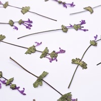 Feuilles séchées de Lamium Amplexicaule pressées MNR2224, kit de bricolage pour enfants, collage, décoration de visage, cadres photo, spécimen végétal