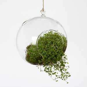 Air Plant Glass Terrarium <strong>Tea</strong> <strong>Light</strong> Cover <strong>Hanging</strong> 100mm Clear Glass Ball Candle <strong>Holders</strong> for Wedding Decoration - Product Image 5