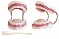 Modelo Dental de 28 Dientes con Aumento 5X, Apertura Bucal Ajustable y Cepillo para Prácticas de Limpieza Dental, CE ISO ROHS CNAS