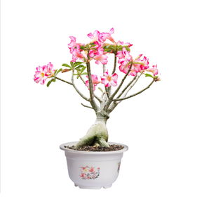 Jardinières décoratives en plastique PP en gros, motif 4 saisons, pots ronds pour fleurs avec bonsaï et fleurs A600 - Product Image 5