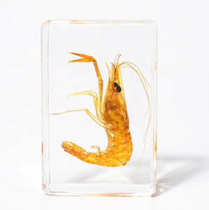 مجموعة عينات الحشرات الحقيقية معدات المختبرات المدرسية البلاستيك الحياة البحرية الحيوان نمط الراتنج التحنيط لوازم للزينة - Product Image 3