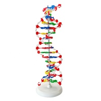 Modèle d'ADN/Modèle biologique Enseignement médical Modèle de structure d'ADN à double hélice biologique