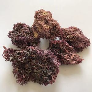 Gelidio natural, suministro de fábrica, N11, gran oferta, precio barato - Product Image 2