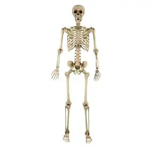 Binnen/Buiten Gebruik Halloween Decoraties 35Inch Plastic Levensgrote Full Body Realistische Uitrusting Beweegbare Gewrichten Menselijk Skelet