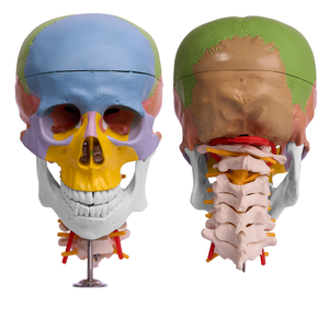 Modelo anatómico del <span class=keywords><strong>esqueleto</strong></span> de la anatomía humana <span class=keywords><strong>con</strong></span> la vértebra cervical coloreada de los <span class=keywords><strong>huesos</strong></span> - Product Image 1