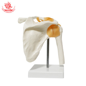 Modelo funcional de articulación del hombro FRT026, modelo de esqueleto humano, modelo de articulación del hombro con ligamentos, modelo esquelético - Product Image 4