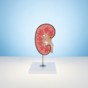 Modelo Anatómico de Riñón con Glándula Adrenal, Material de PVC, 3 Veces el Tamaño Real, 2 Partes, para Entrenamiento en Ciencias Médicas en Escuelas - Product Image 2