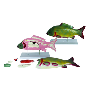 <span class=keywords><strong>Anaimal</strong></span> Medizinische Fisch anatomisches modell, Fisch anatomie modell, Fisch dissektion modell - Product Image 3