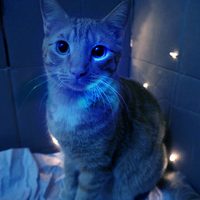 Lampe torche UV IP65 pour la détection de la peau des animaux de compagnie, 365 nm, lumière noire, corps en alliage d'aluminium, pour la détection de la teigne chez les chats, lampe de Wood, couleur noire