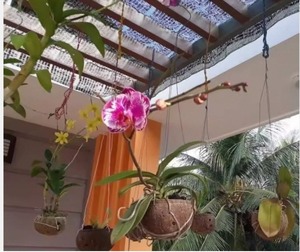 Maceta Zig Zag Hecha a Mano con Cáscara de Coco, Ecológica, Natural, Decorativa para Interiores y Jardín - Product Image 3