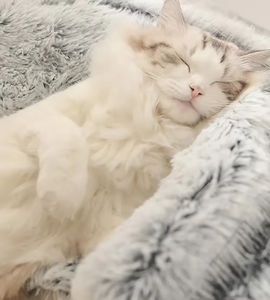 Nid pour animaux de compagnie semi-fermé, solide et écologique, 2-en-1, sac de couchage d'hiver en peluche douce pour petits chiens et chats - Product Image 3