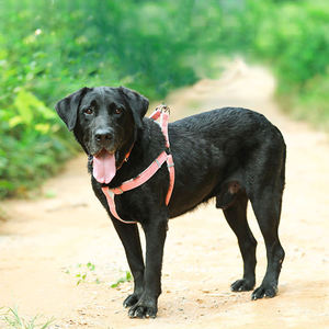 丈夫で丈夫な調節可能な柔らかい竹繊維麻綿なめらかな犬の鎖とハーネス - Product Image 5