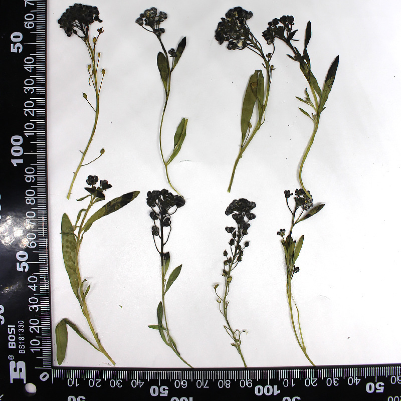 MH639-Black-Lobularia