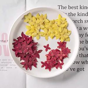 Ixora, fiore essiccato in rilievo, vera foglia pianta esemplare segnalibro, petalo trucco lampada da tavolo in rilievo - Product Image 1