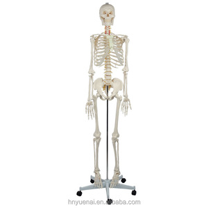 Esqueleto <span class=keywords><strong>Humano</strong></span> de 85 cm, Tamaño Completo, Desmontable, Modelo Anatómico de Cuerpo Entero con Músculos para Uso Médico - Product Image 6