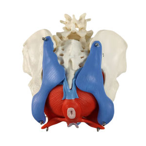 Alat pengajaran dua vertebra dengan panggul wanita dan lantai panggul Model Organ otot dan lantai panggul - Product Image 4
