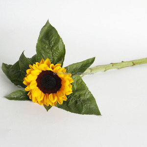 I girasoli hanno assunto un significato simbolico in varie culture, rappresentando ledegnità, l'adorazione e la longevità. Eroli sacri - Product Image 5