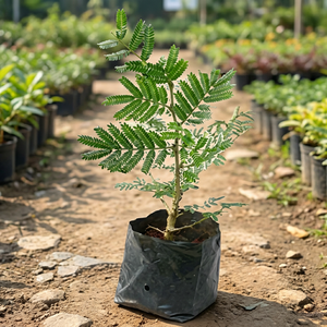 Plante artificielle Delonix Regia en pot, fausse plante verte flamboyante pour la décoration <span class=keywords><strong>de</strong></span> jardin et aménagement paysager, personnalisable OEM - Product Image 1