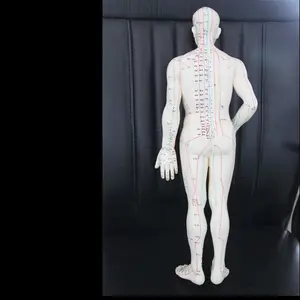 Modelo de acupuntura humana, 50cm, gran oferta