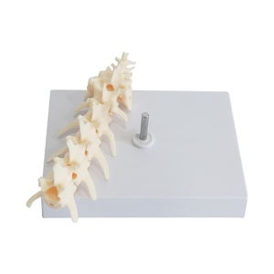 Columna Lumbar de perro con modelo de coxis, disección veterinaria, modelo de esqueleto canino Animal, modelo de columna Vertebral, enseñanza de mascotas - Product Image 4